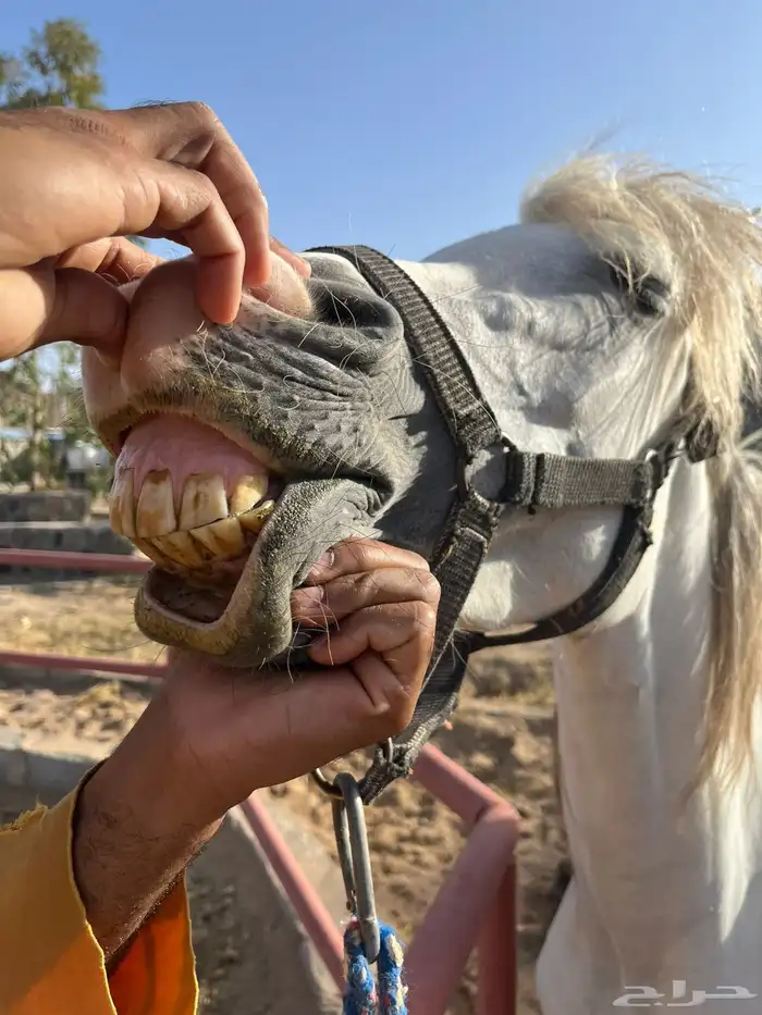 خيل حار فحل 3