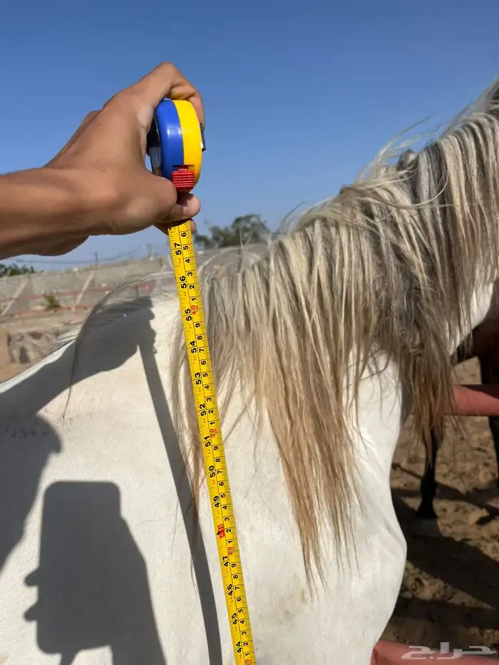 خيل حار فحل 0