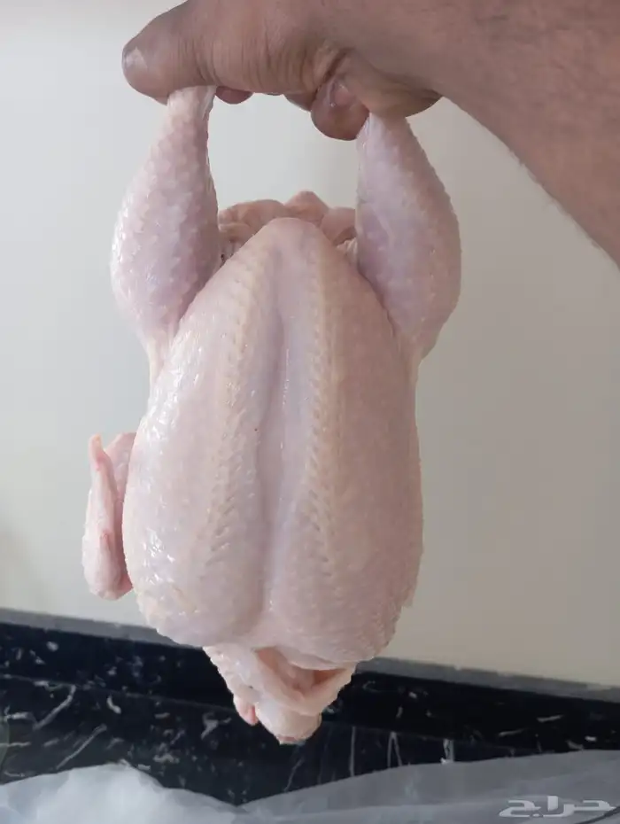 دجاج لاحم 3