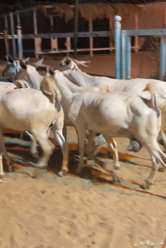 انباعت 7 تحتها 3 الباقي دفع شرط مدى وجبر وسنان سدس 0