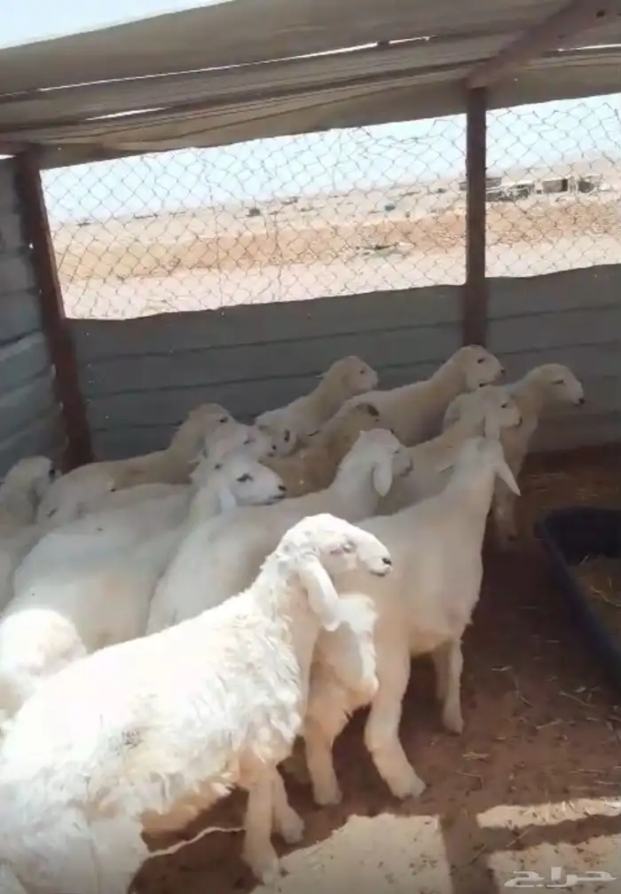 ذبايح هرافى حريات نعيم تيوس 2