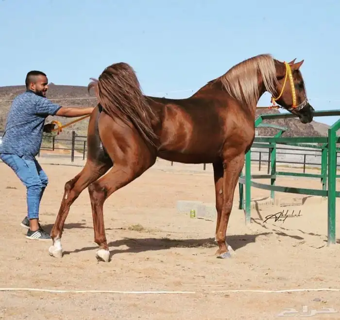 حصان واهو والبيع شعبي 4