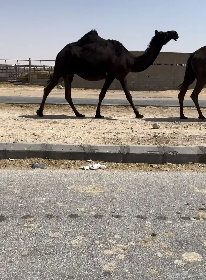القحه كفو 0