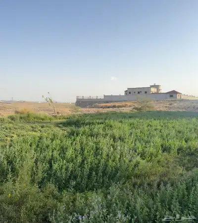 حزم برسيم مجبس لأهل الحلال 1