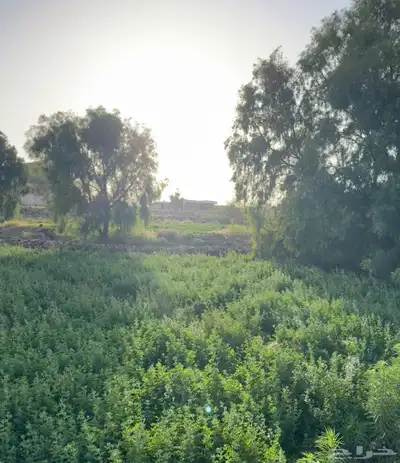 حزم برسيم مجبس لأهل الحلال 0