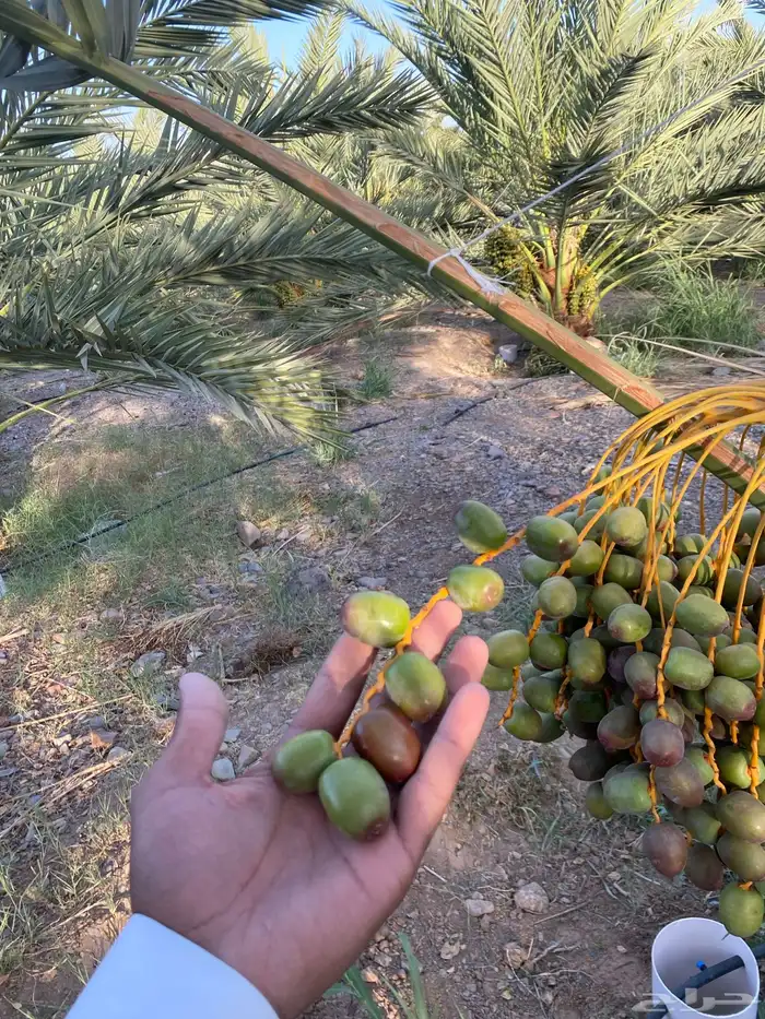 صيف عجواء و صفاوي تم البيع 2