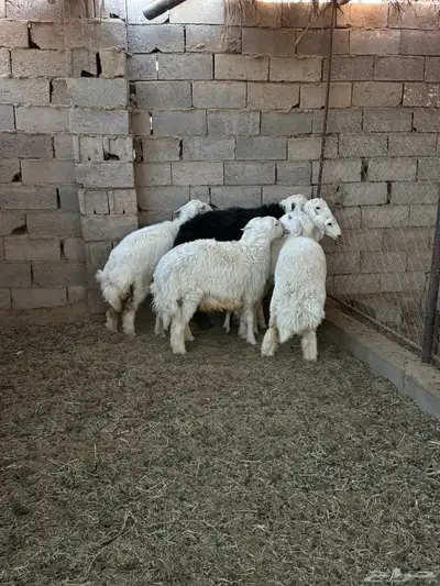 طليان ورخال ضحايا جمله وتفريد من انتاج مراحي الخاص 2