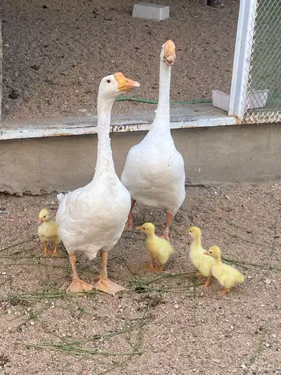 وز بلغاري بانتاجه 0