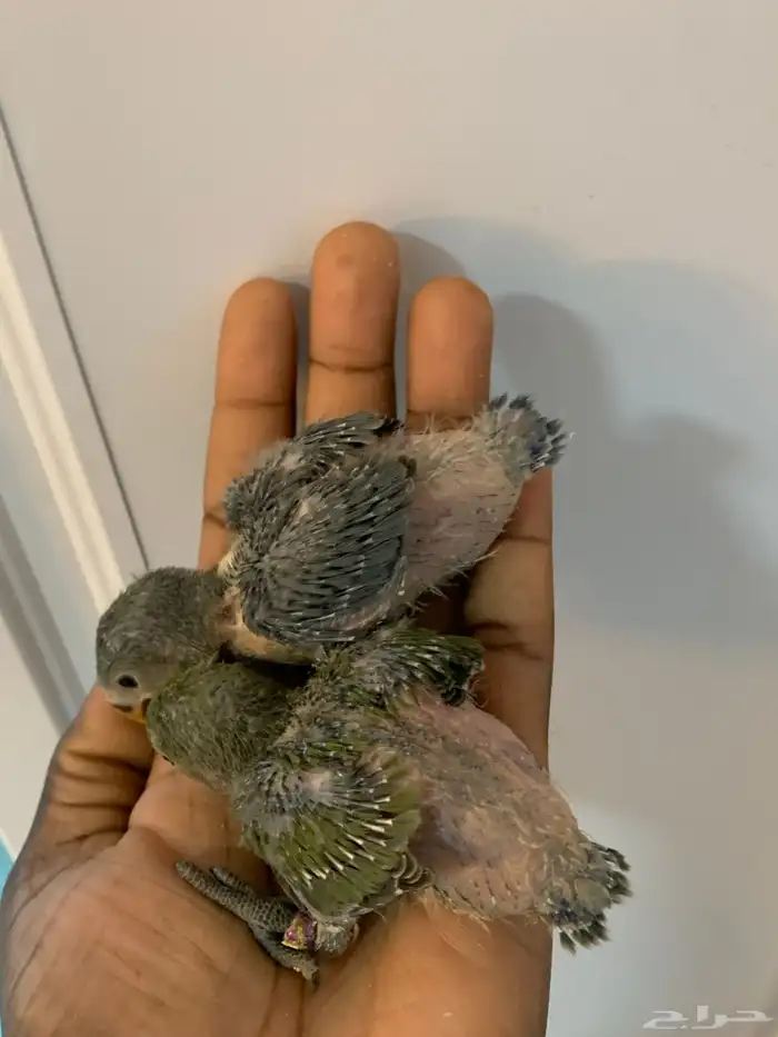 6 فروخ روز ( تم البيع ) 2