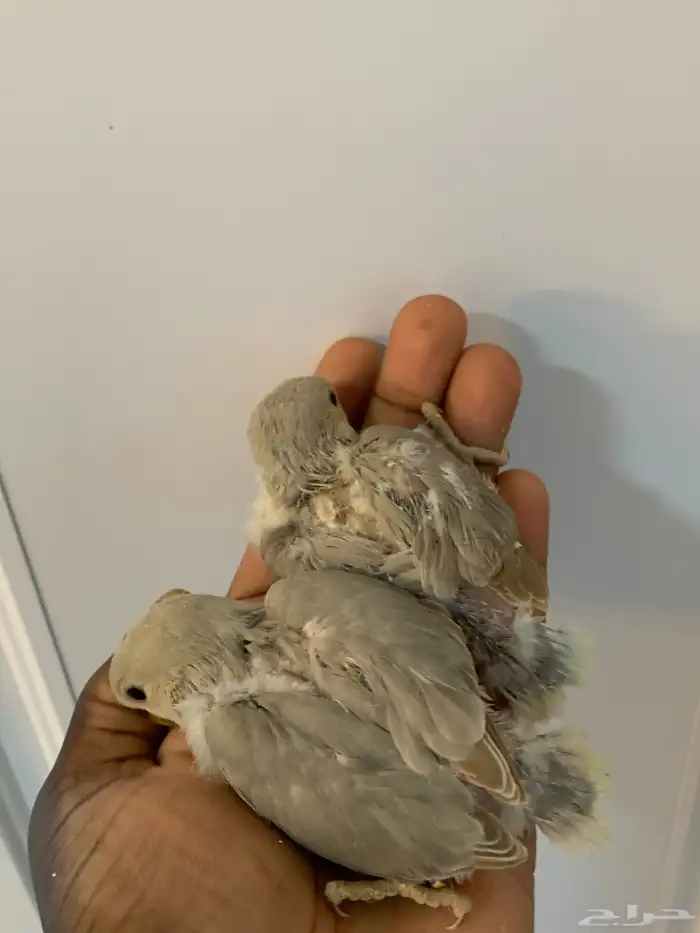 6 فروخ روز ( تم البيع ) 3