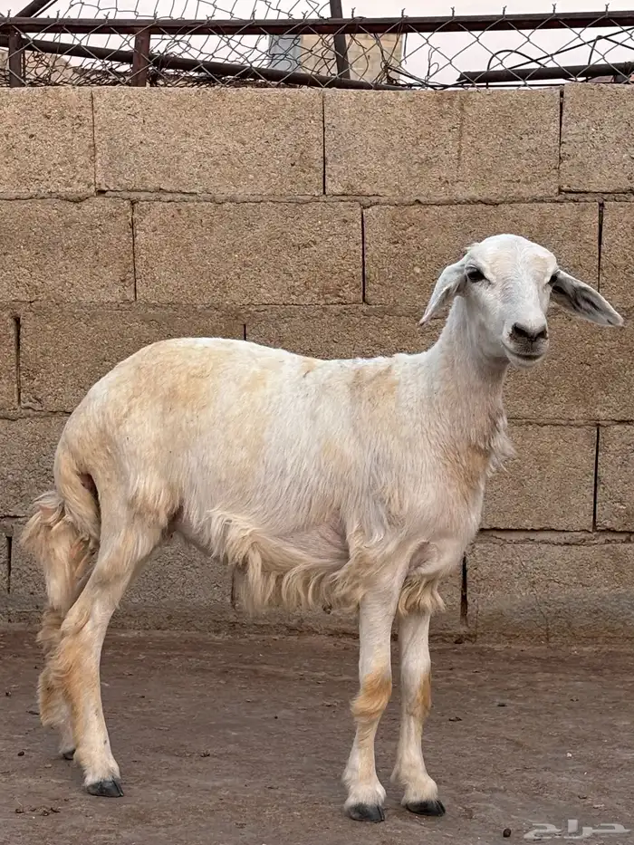 ( تم البيع ) رخل 2