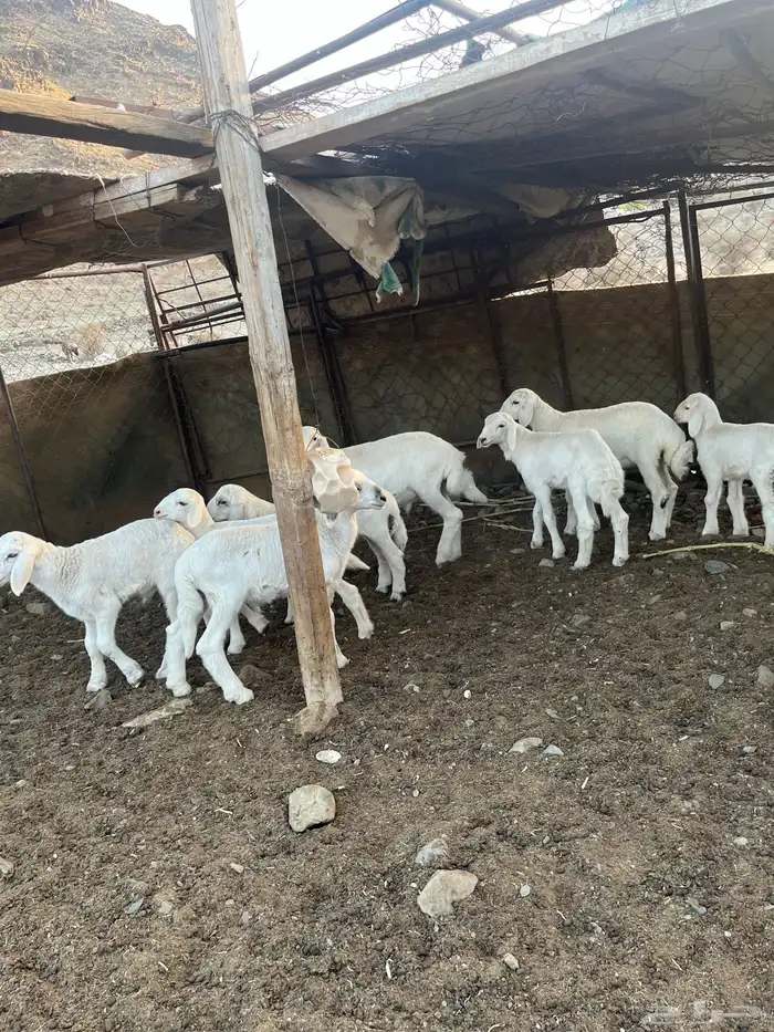 طليان طيبه ( تم البيع ) 3