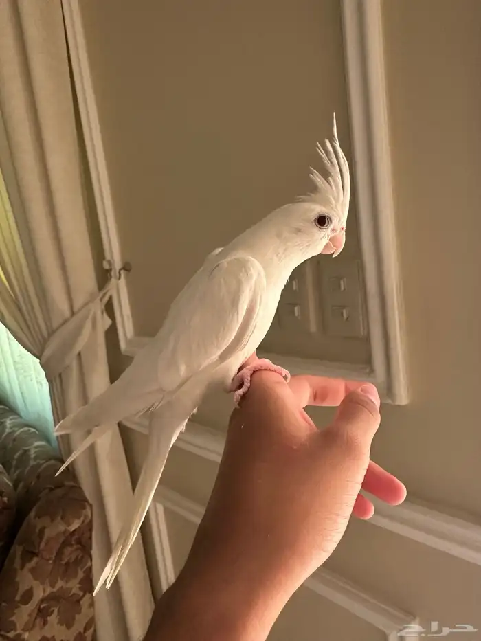 كروان البينو متكلم 5