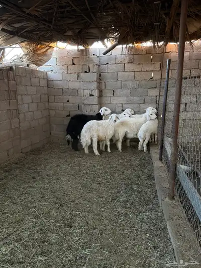 طليان ورخال ضحايا جمله وتفريد من انتاج مراحي الخاص 30