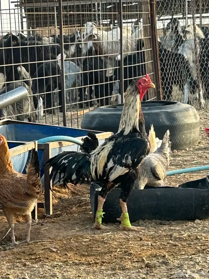 ديك باكستاني حار توب التوب 1