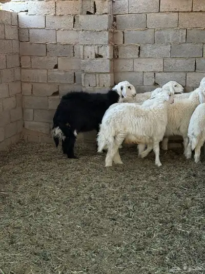 طليان ورخال ضحايا جمله وتفريد من انتاج مراحي الخاص 23