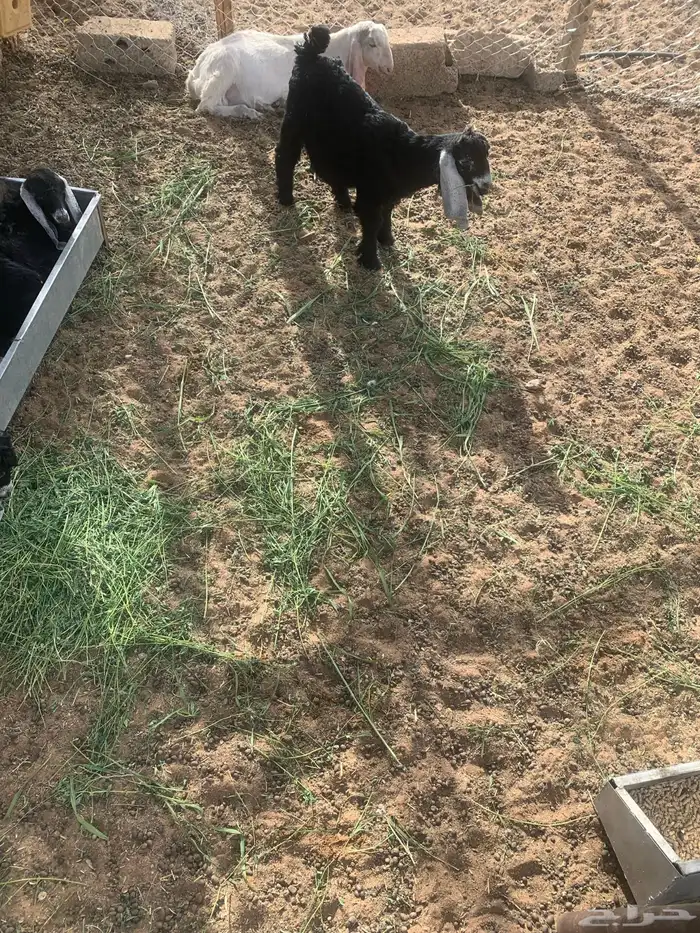 جفار و تيوس اعمار 3 اشهر 2