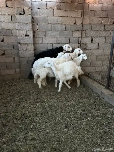 طليان ورخال ضحايا جمله وتفريد من انتاج مراحي الخاص 0