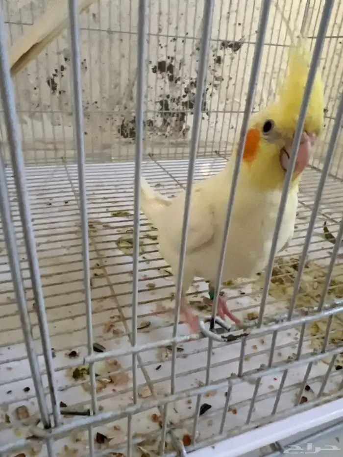 جوز كروان منتج 1