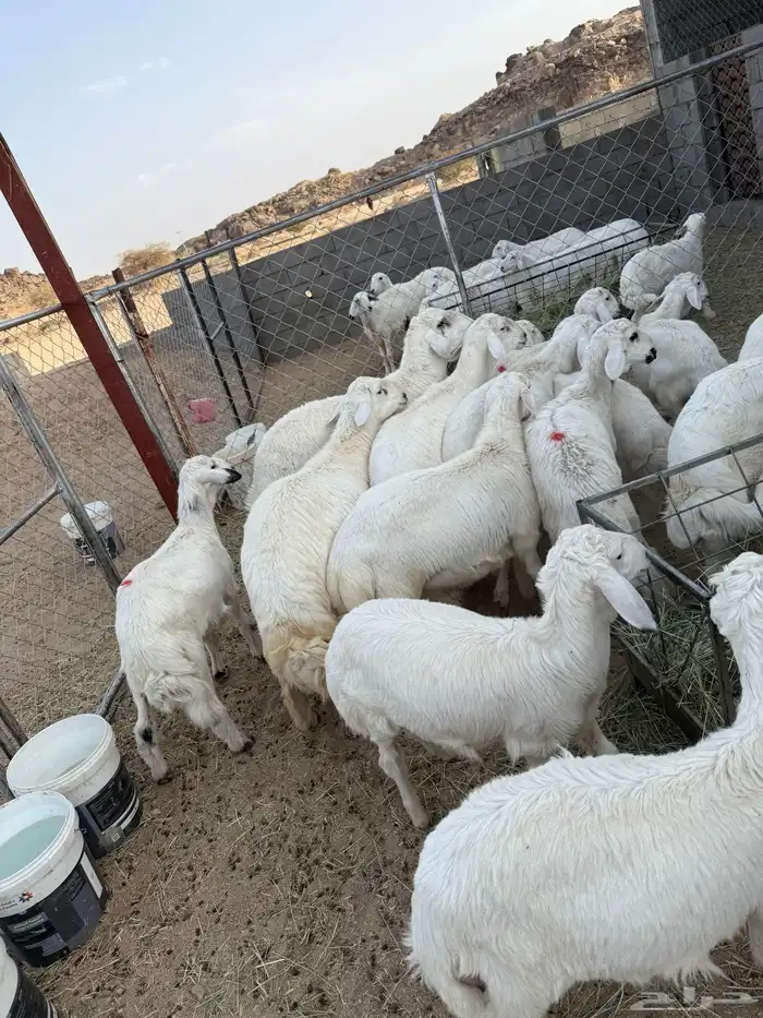 للبيع اضاحي يوجد حجز طليان ورخال مع الذبح والتوصيل 5