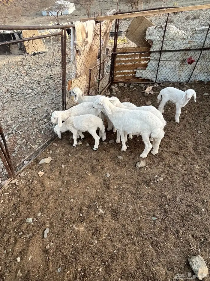 طليان طيبه ( تم البيع ) 1