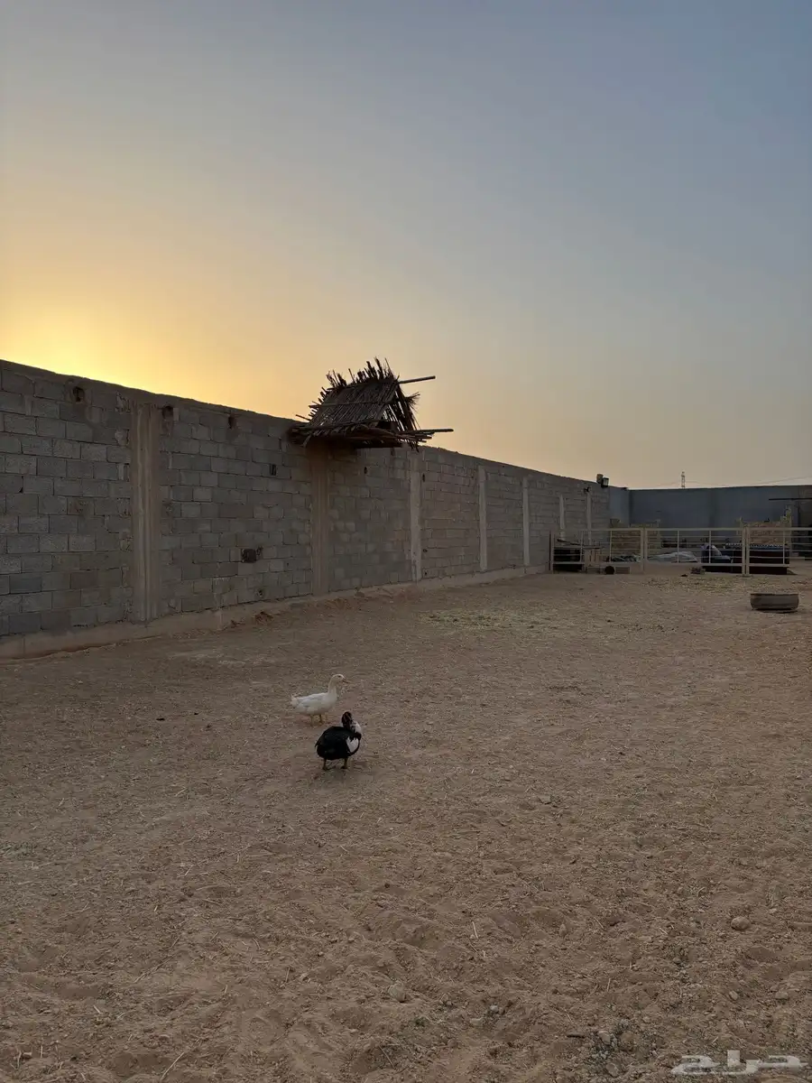 ايواء خيل شرق الرياض بسعر رمزي 2