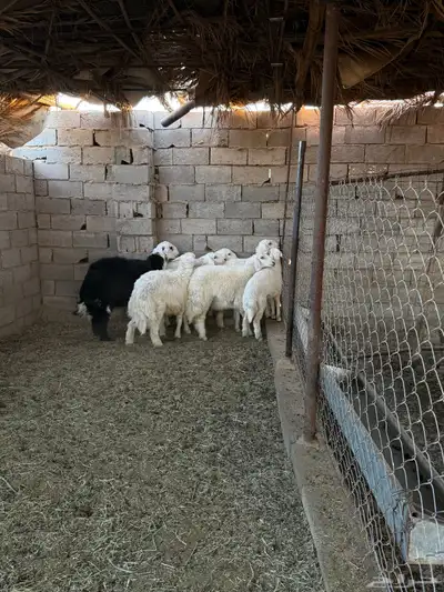 طليان ورخال ضحايا جمله وتفريد من انتاج مراحي الخاص 32