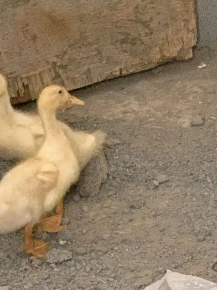 بطه أنثى 0