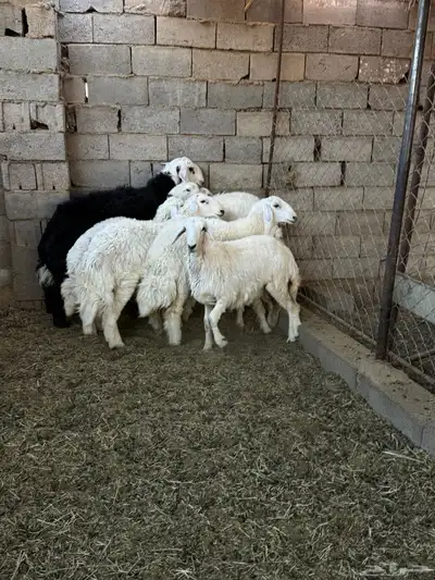 طليان ورخال ضحايا جمله وتفريد من انتاج مراحي الخاص 4