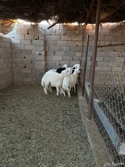 طليان ورخال ضحايا جمله وتفريد من انتاج مراحي الخاص 37