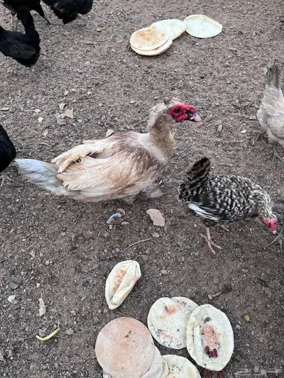 بط مصري بلدي ذكر 0