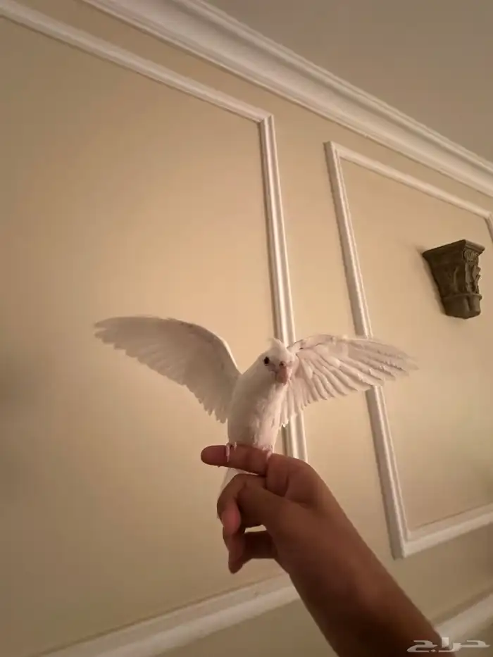 كروان البينو متكلم 0