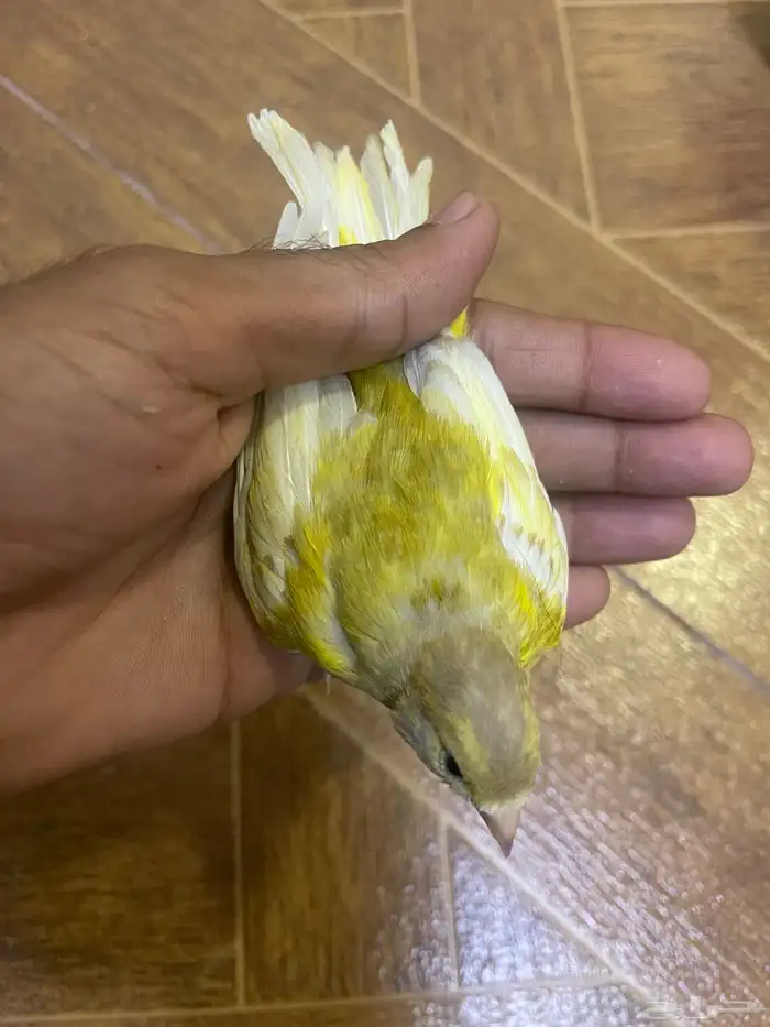 كناري انثه 3