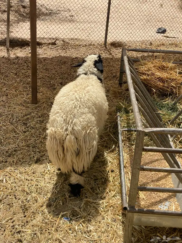 خروف نعيمي فل عمره فوق 6 شهور 2