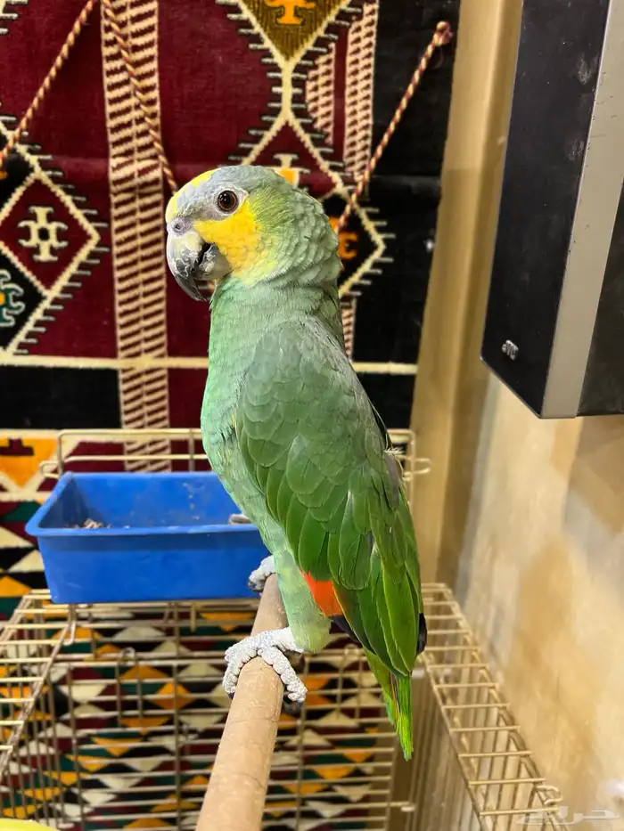 ببغاء امزوني أليف و نظيف جد ا صحه و نظافه شرط باذن الله 6