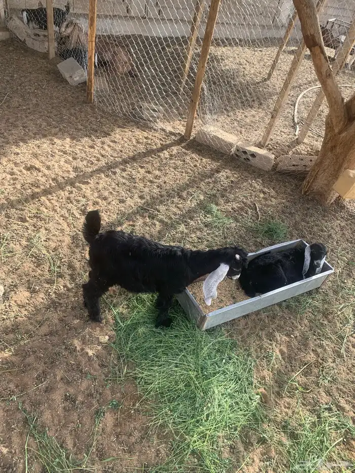 جفار و تيوس اعمار 3 اشهر 1