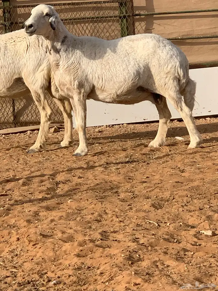 شاه حريه دافع 6