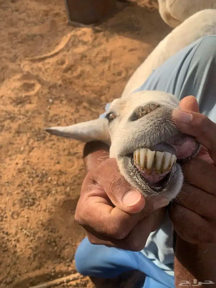 شاه حريه دافع 7