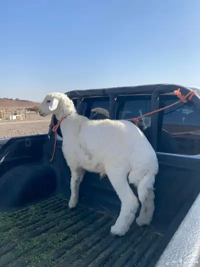 خروف تم البيع 0