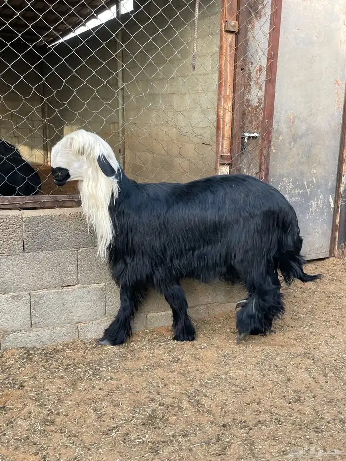 طلي فاخر نجدي ادغم - دغم 1