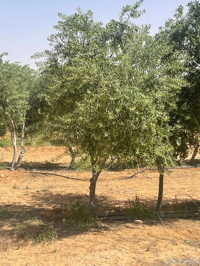 اشجار زيتون 4