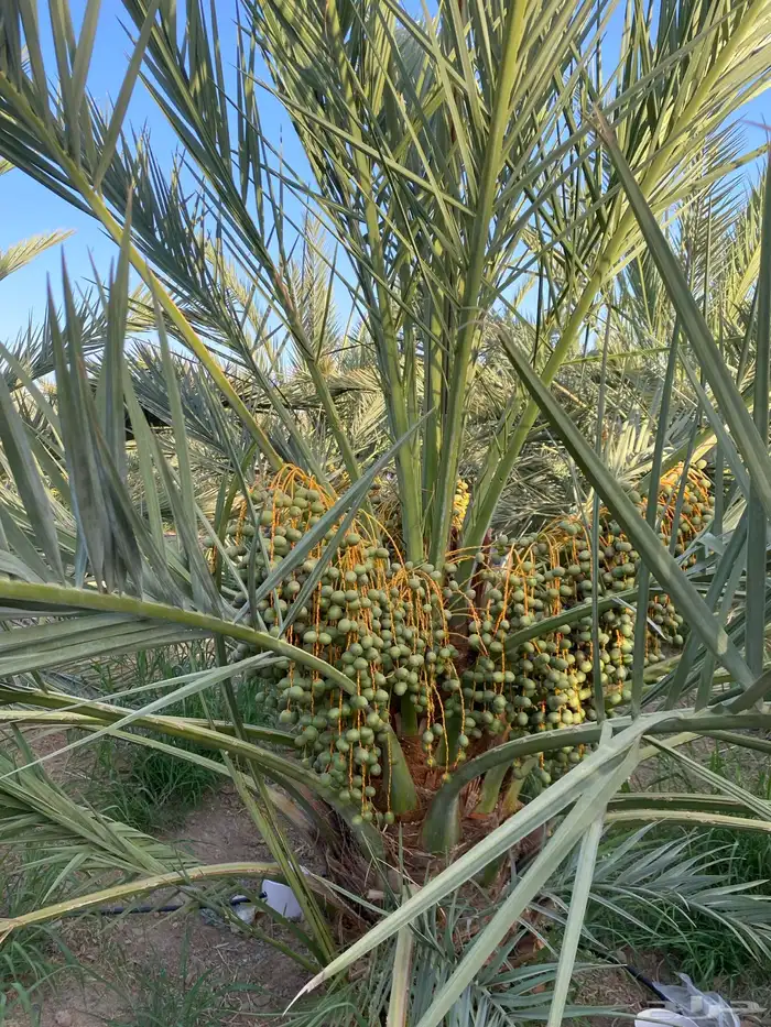 صيف عجواء و صفاوي تم البيع 0