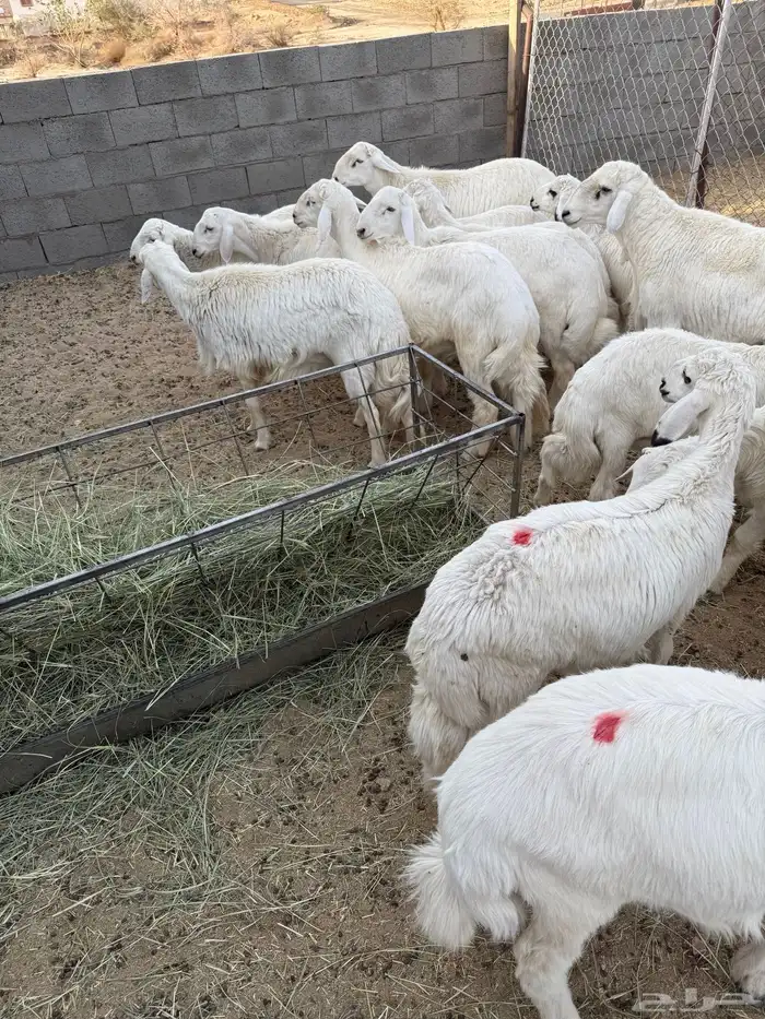 للبيع اضاحي يوجد حجز طليان ورخال مع الذبح والتوصيل 1