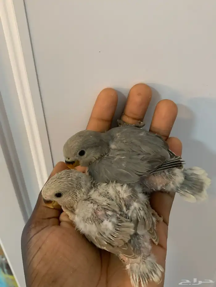 6 فروخ روز ( تم البيع ) 1