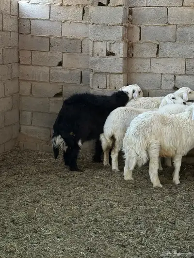 طليان ورخال ضحايا جمله وتفريد من انتاج مراحي الخاص 24