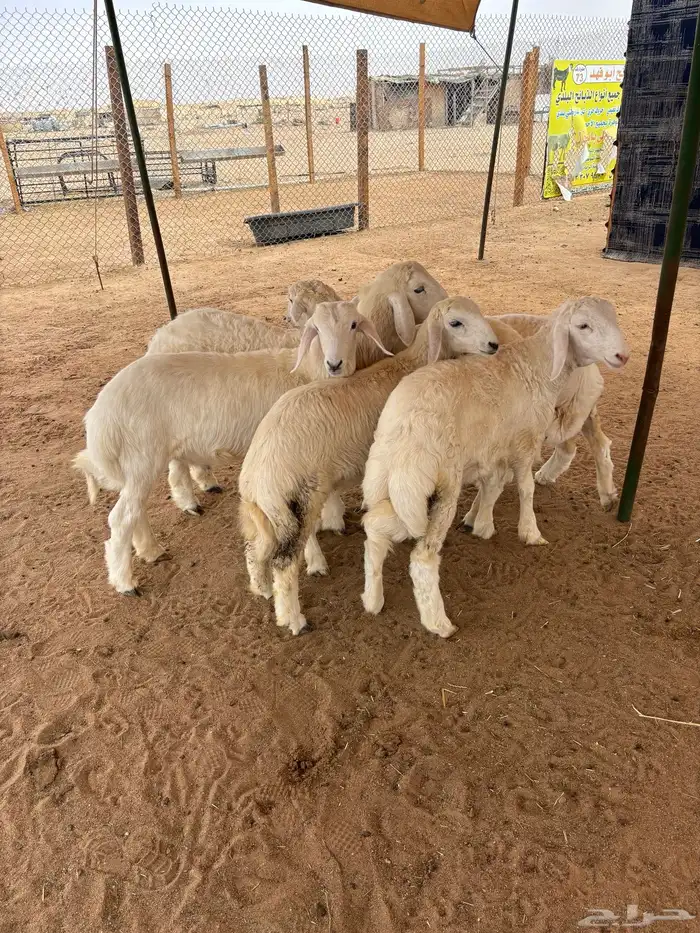 ذبايح نعيمي وحري هرفي نعيمي جبر 11