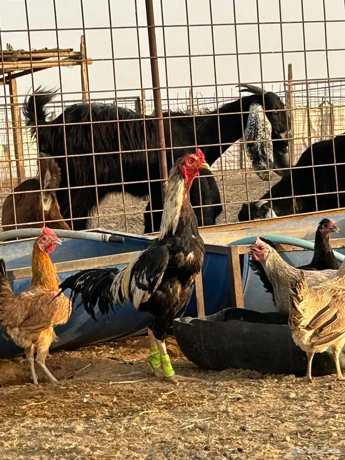 ديك باكستاني حار توب التوب 0