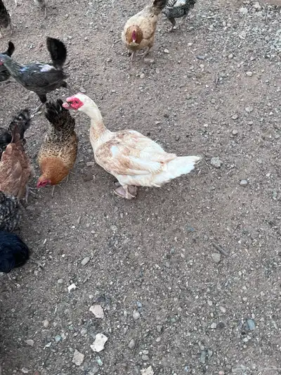 بط مصري بلدي ذكر 1