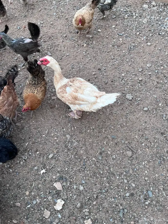 بط مصري بلدي ذكر 1