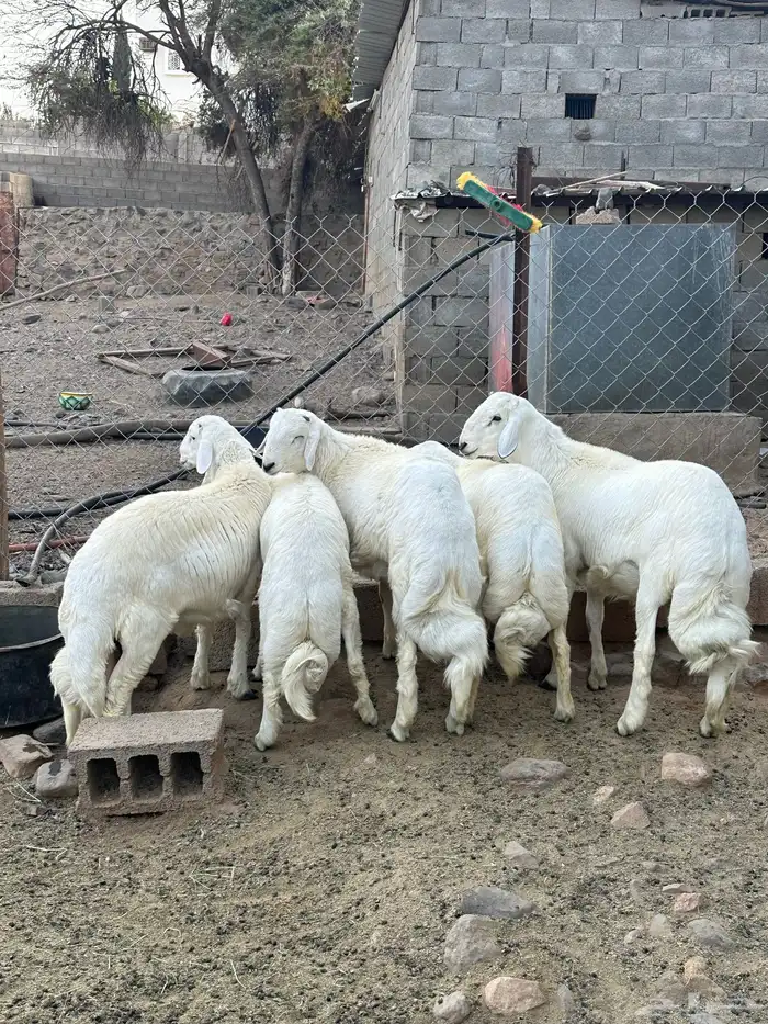 اضاحي فل شحم واكلها نظيف ( تم البيع ) 1
